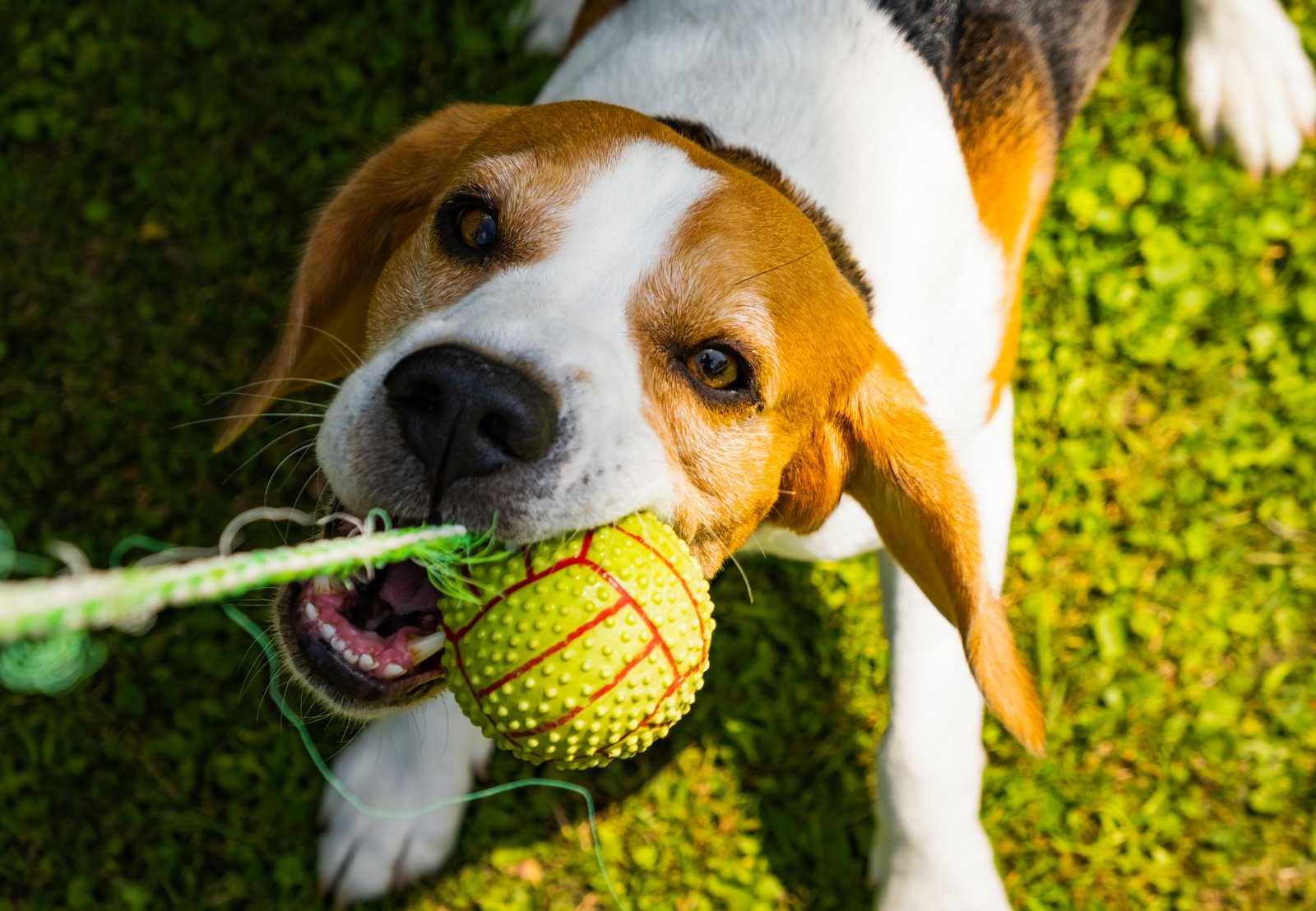 Aktywności fizyczne idealne dla beagle'a 3 beagle-dog-outdoors-portraitof-tricolor-breed-2024-10-17-13-22-40-utc