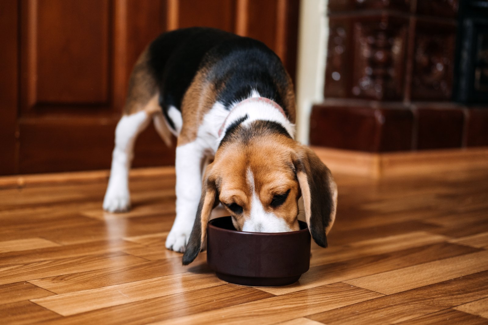 Dieta beagle’a – co powinien jeść, a czego unikać?