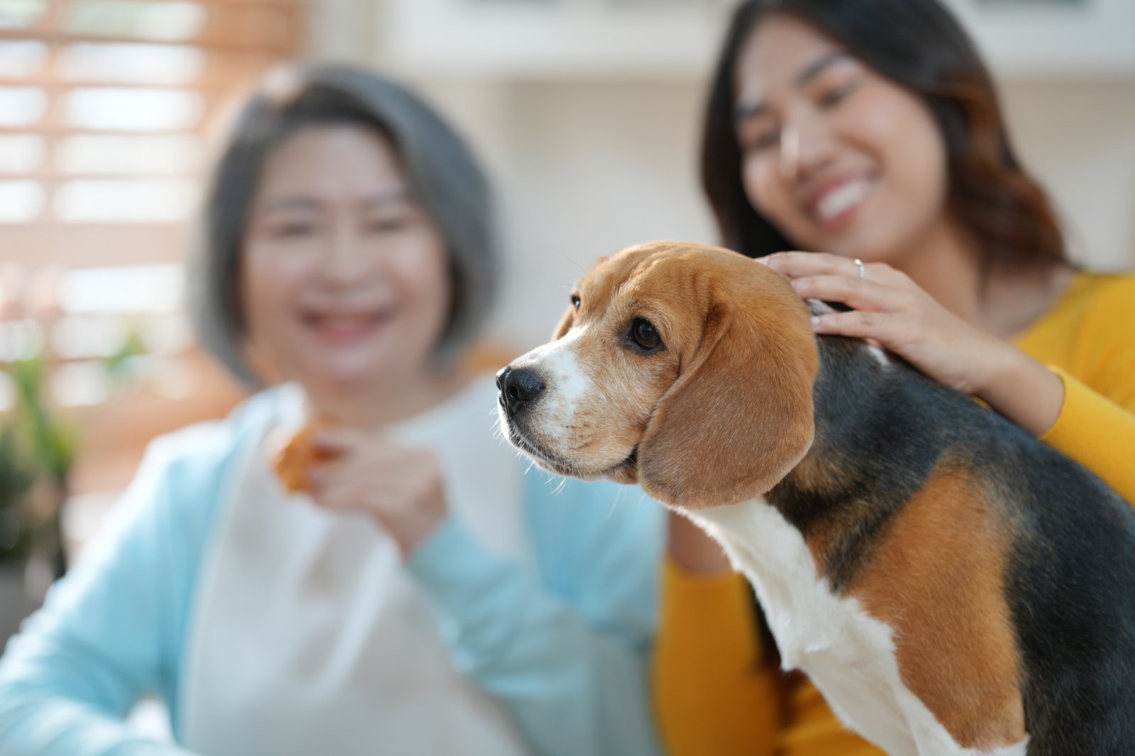 Jak przygotować dom na przyjęcie beagle'a? 3 furry-friends-2023-11-27-05-32-56-utc