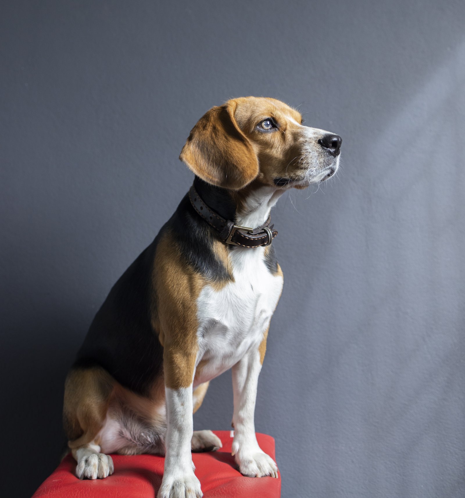 Dlaczego warto wybierać adopcję, a nie zakup psa? 1 beagle1