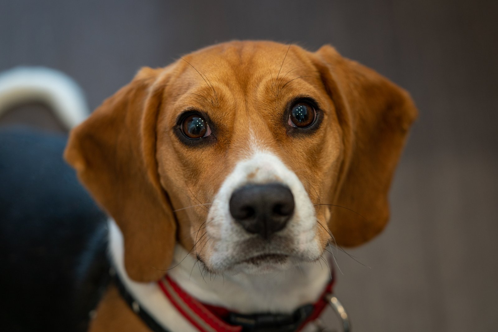 Dieta beagle’a – co warto wiedzieć, aby zapewnić psu zdrowie?