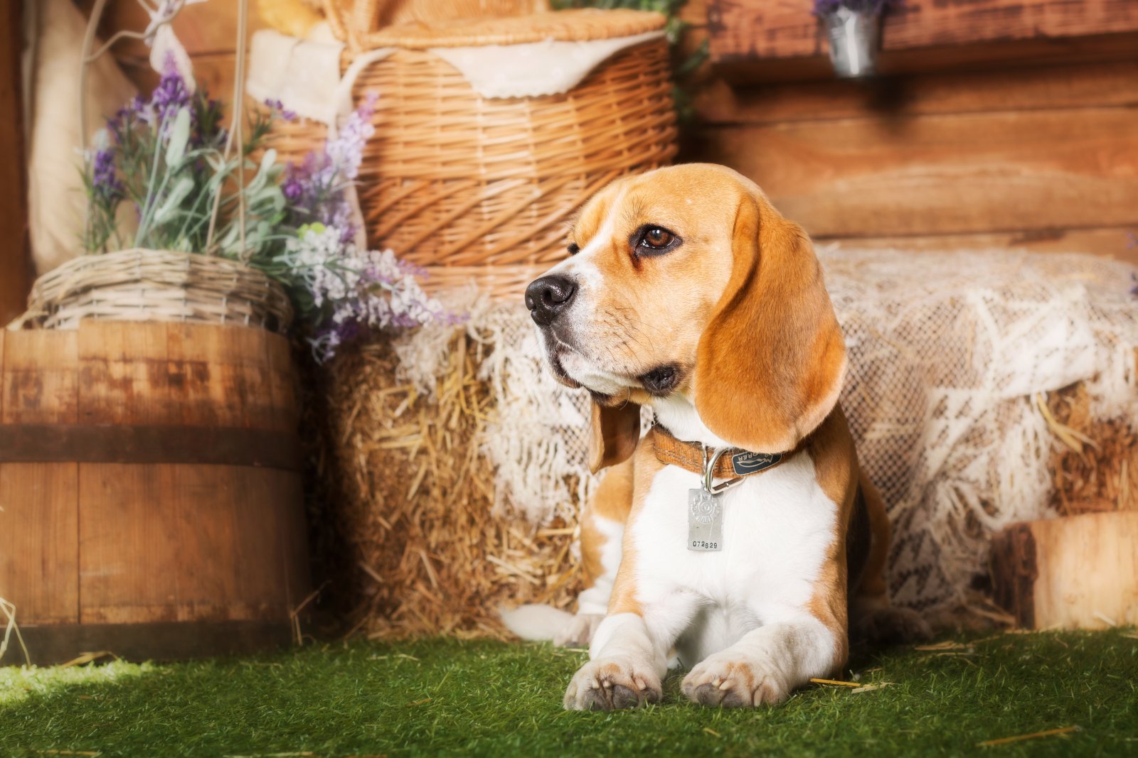 Współpraca z innymi fundacjami prozwierzęcymi – jak efektywnie pomagać psom? 7 beagle5