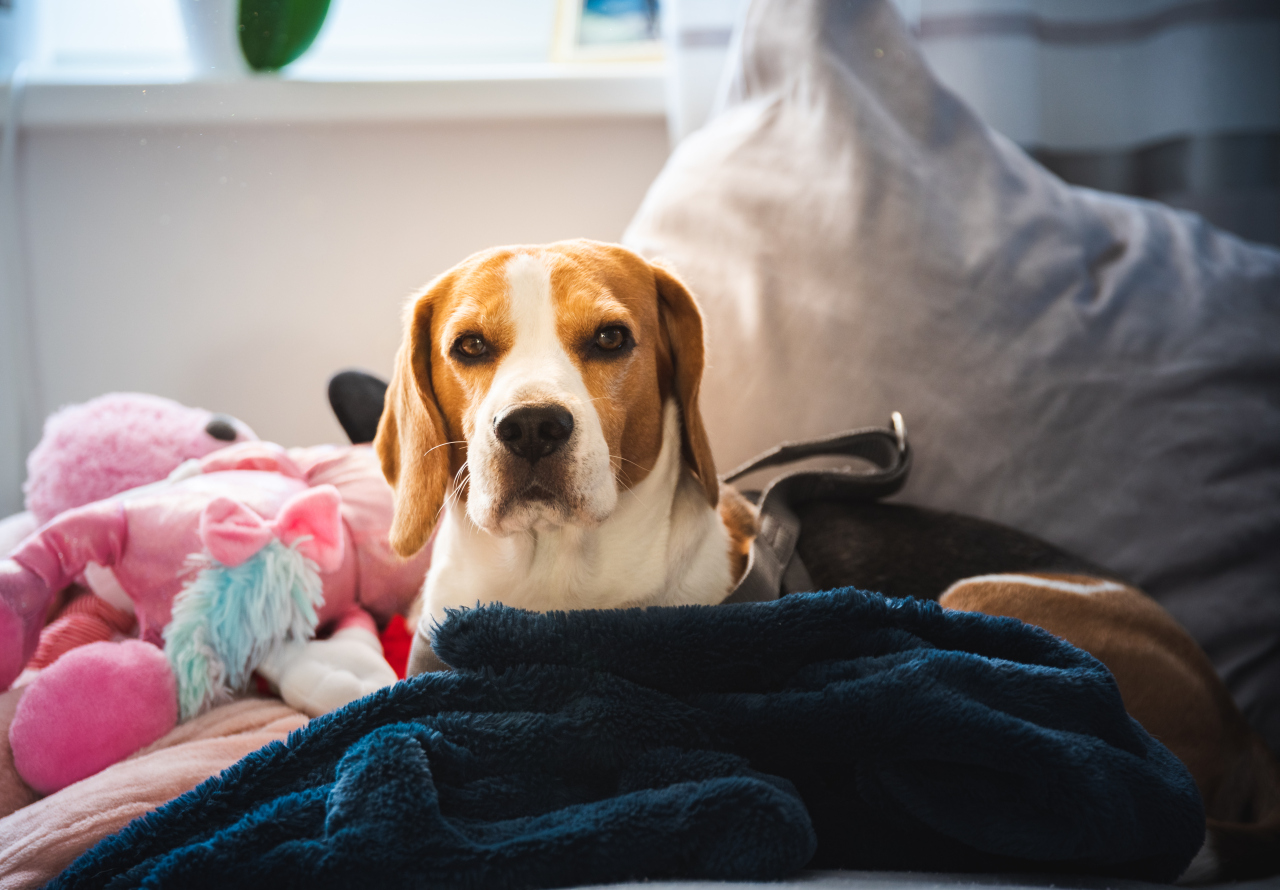 zabawy dla beagle w domu