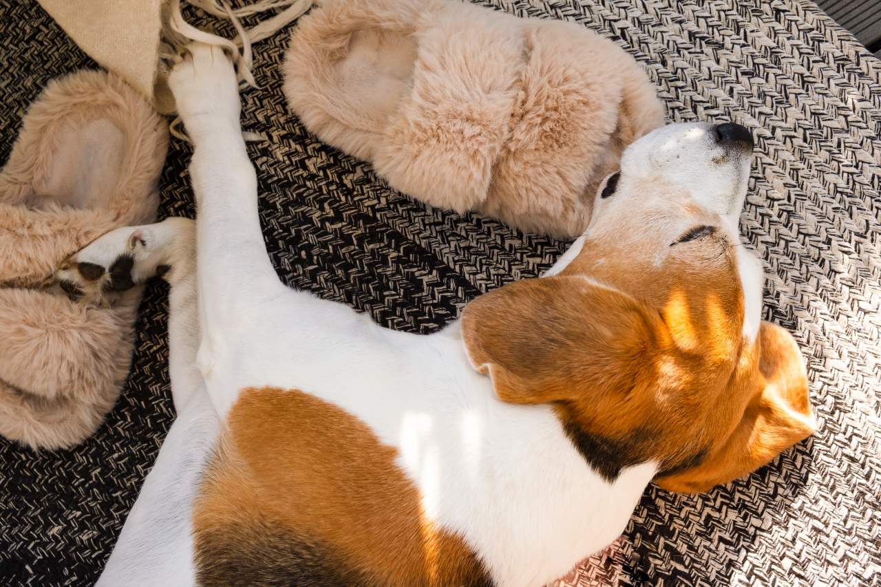 zabawy dla beagle w domu