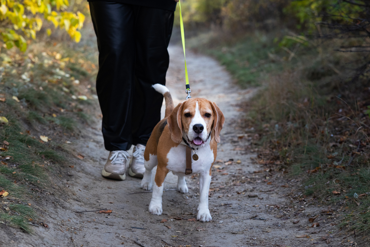 Jak zapewnić bezpieczeństwo beagle w trakcie spacerów? 3 Jak zapewnić bezpieczeństwo beagle w trakcie spacerów?