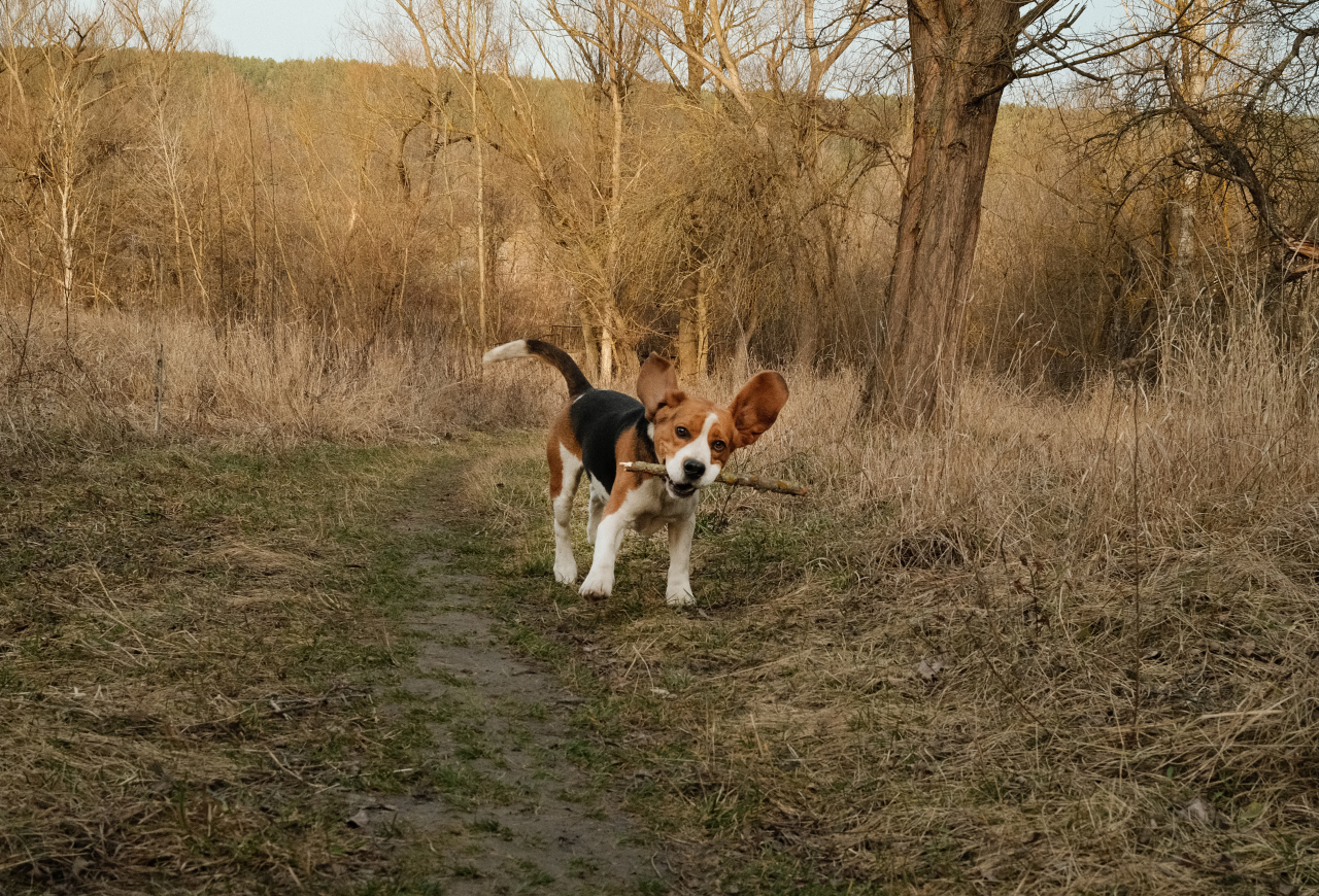 Jak zorganizować aktywny dzień z beagle? Pomysły na wspólne aktywności 7 Jak zorganizować aktywny dzień z beagle? Pomysły na wspólne aktywności