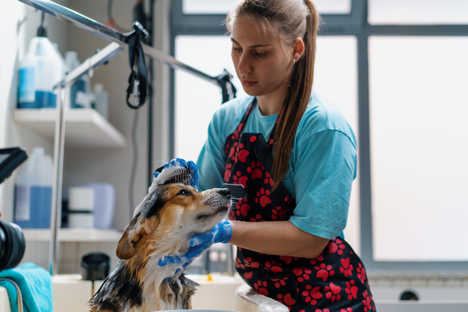 Jak przygotować beagle’a na pierwszą wizytę u groomera?