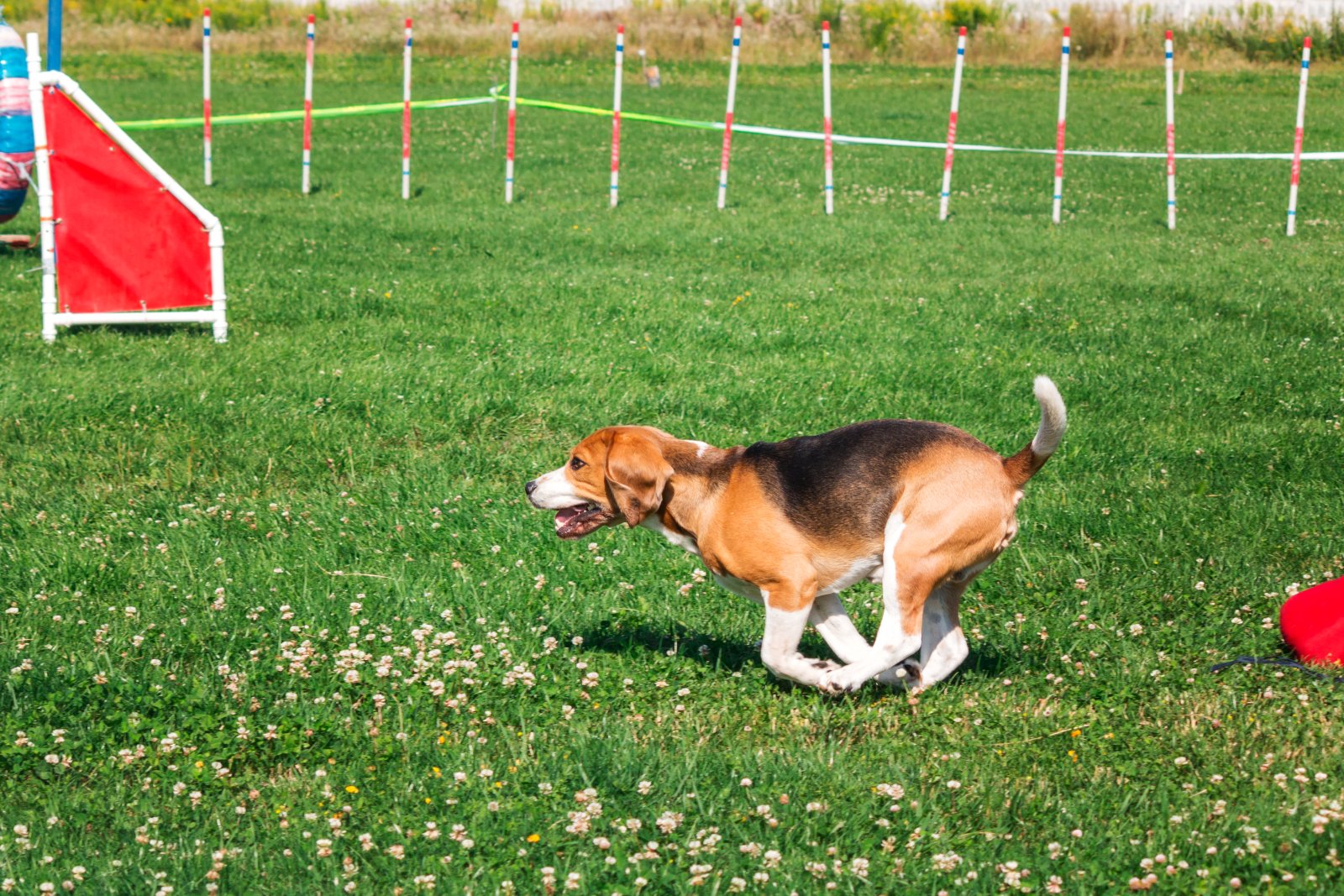 Jakie komendy powinien znać każdy beagle?