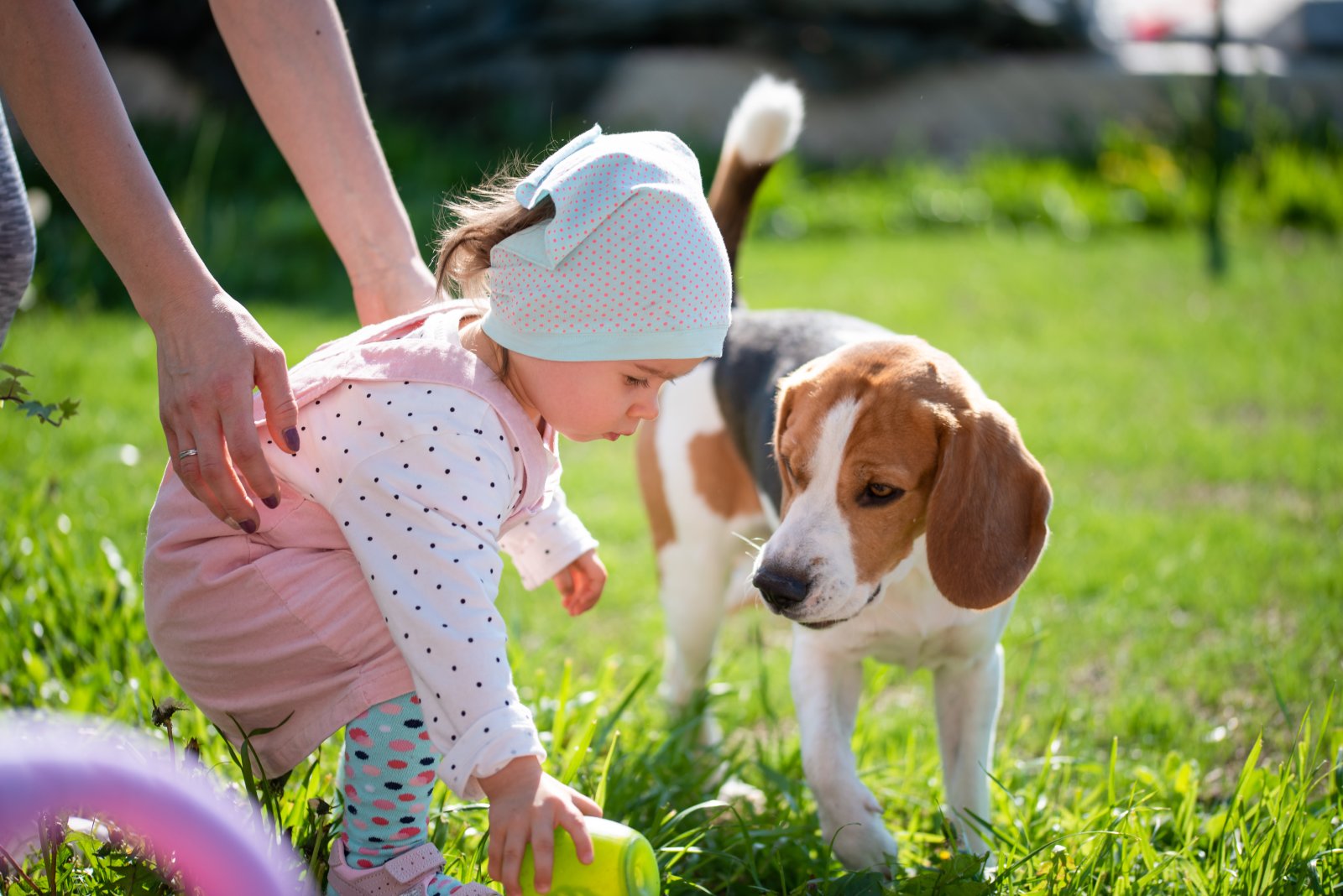 Czy beagle nadaje się dla rodzin z dziećmi? Fakty i wskazówki. 1 pies z małym dzieckiem