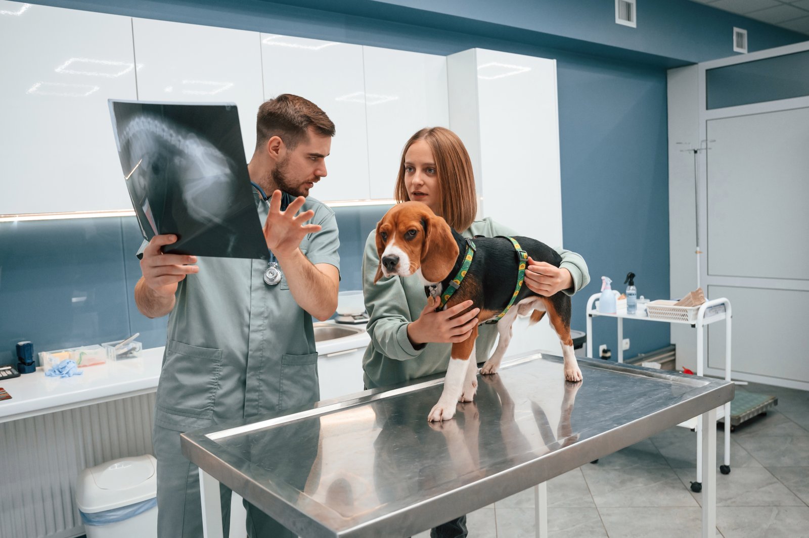 Jakie badania profilaktyczne warto wykonywać u beagle co roku?