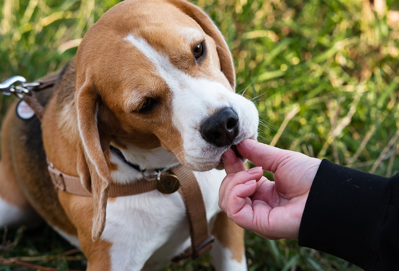 Beagle i zabawy węchowe – jak rozwijać instynkt tropiciela?